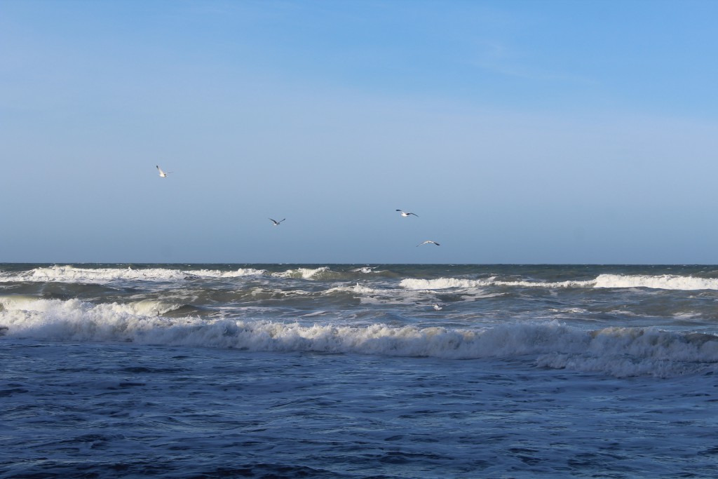Kattegat ud for Hyllingeberg i Nordsjælland. Måger nyder bølgerne efter stormen FREJA
