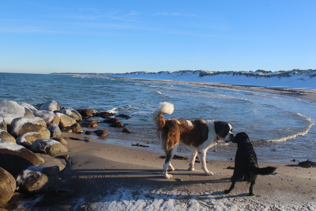 Dogs on Liselej Beach at Kattegat Coast - play, fun and love. Phot in direction east about 11. a.m. the 21. january 2016 by Erik K Abrahamsen