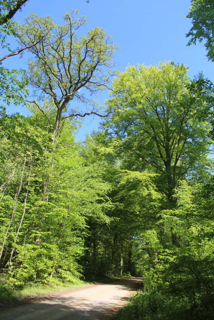 Søvej in Gribskov Forest. At right our national tree OAK and at right another national tee 