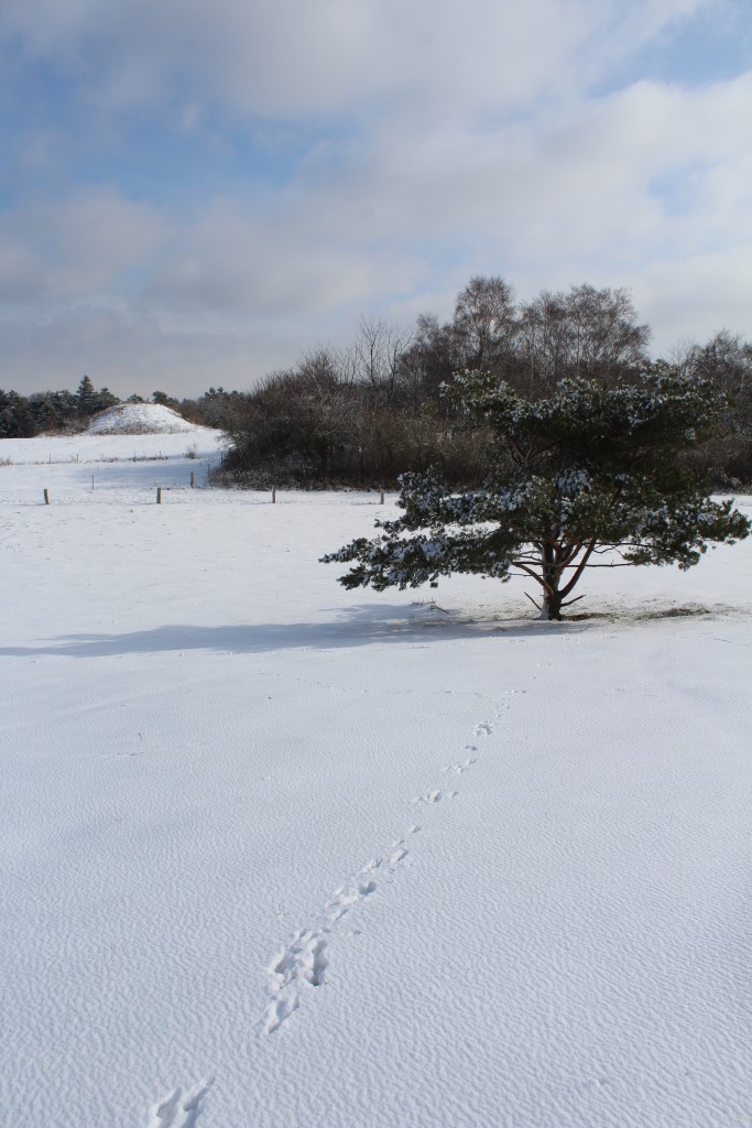 Udsigt mod den støærste bronzealder gravhøj "Syv Høje". i forgrunden ses dyrespor i sneen. 