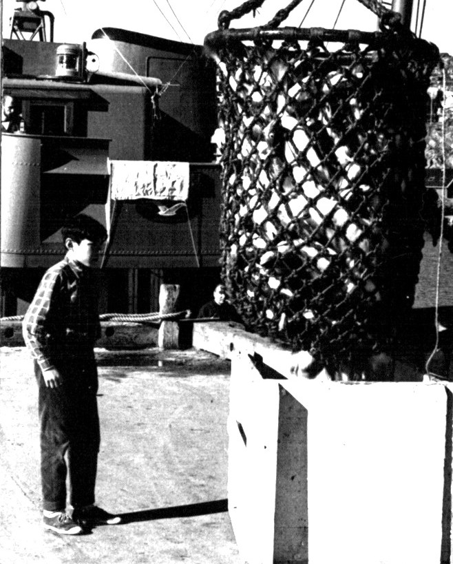 Torske fangt ilans´dsættes fra fiskekutter. Foto 1961