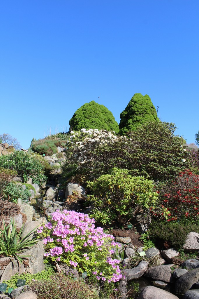 View to top of Rock Garden, Botanical Garden. Photo 9. may 2018 by erik K Abrahamsen.